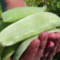 Preview: Zuckererbse Oregon Giant (Samen)