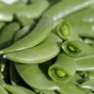 Preview: Knackerbse Sugar Snap (Samen)