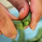 Preview: Knackerbse Sugar Snap (Samen)