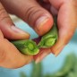 Preview: Knackerbse Sugar Snap (Samen)