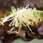 Preview: Microgreens Erbsenspargel (Samen)