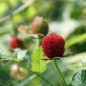 Preview: Erdbeer-Himbeere (Pflanze)