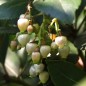 Preview: Erdbeerbaum (Samen)