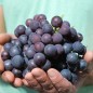 Preview: Erdbeerwein Concord (Pflanze)
