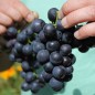 Preview: Erdbeerwein Concord (Pflanze)