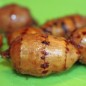 Preview: Erdmandel Riesen aus Ghana (Pflanze)