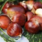 Preview: Esskastanie Asplenifolia (Pflanze)