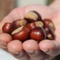 Preview: Esskastanie Asplenifolia (Pflanze)