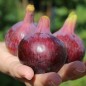 Preview: Feige Rouge de Bordeaux (Pflanze)