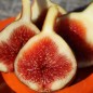 Preview: Feige Rouge de Bordeaux (Pflanze)