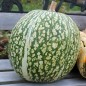 Preview: Feigenblattkürbis (Samen)