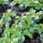 Preview: Feldsalat Vert a Coeur Plein (Samen)