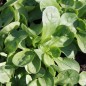 Preview: Feldsalat Grote Noordhollandse (Samen)