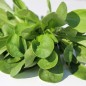 Preview: Feldsalat Grote Noordhollandse (Samen)