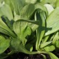 Preview: Feldsalat Grote Noordhollandse (Samen)