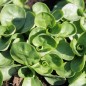 Preview: Feldsalat Verte de Cambrai (Samen)