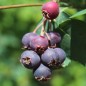 Preview: Felsenbirne Smoky (Pflanze)
