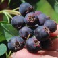 Preview: Felsenbirne Smoky (Pflanze)