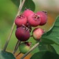 Preview: Felsenbirne Smoky (Pflanze)