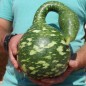 Preview: Kalebasse Speckled Swan (Samen)