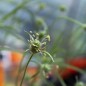 Preview: Flohsamen (Samen)