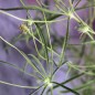 Preview: Flohsamen (Samen)