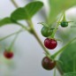 Preview: Frucht-Chili (Samen)