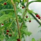 Preview: Frucht-Chili (Samen)