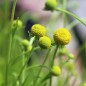 Preview: Fruchtgummiblume (Samen)