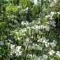Preview: Fruchthartriegel Milky Way (Pflanze)