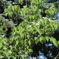 Preview: Fruchthartriegel Teutonia (Pflanze)