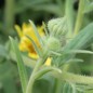 Preview: Frucht-Madie (Samen)