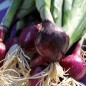 Preview: Frühlingszwiebel Karmen (Samen)