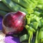 Preview: Frühlingszwiebel Karmen (Samen)