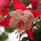 Preview: Fuchsie Supersport (Pflanze)