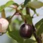 Preview: Fuchsie Annabel (Pflanze)