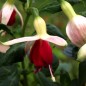 Preview: Fuchsie Celia Smedley (Pflanze)