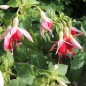 Preview: Fuchsie Celia Smedley (Pflanze)