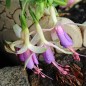 Preview: Fuchsie Dorothea Flower (Pflanze)