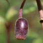 Preview: Fuchsie Supersport (Pflanze)