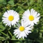 Preview: Gänseblümchen (Samen)