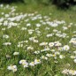 Preview: Gänseblümchen (Samen)