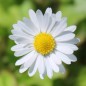 Preview: Gänseblümchen (Samen)