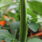 Preview: Garden Huckleberry (Samen)