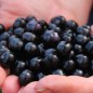 Preview: Garden Huckleberry (Samen)