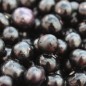 Preview: Garden Huckleberry (Samen)