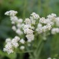 Preview: Gartenkresse ausdauernd (Pflanze)