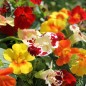 Preview: Gauklerblume Mix (Samen)