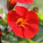 Preview: Gauklerblume Mix (Samen)