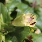Preview: Gauklerblume Mix (Samen)
